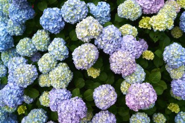 Yeşil bir çalılıkta parlak ortanca çiçekleri