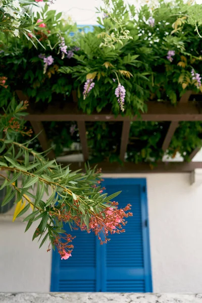 Kvetoucí rostliny na balkóně mřížoví nad hlavními dveřmi — Stock fotografie