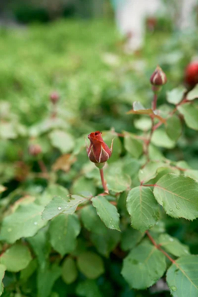 Rode roos knoppen op groene struik — Stockfoto