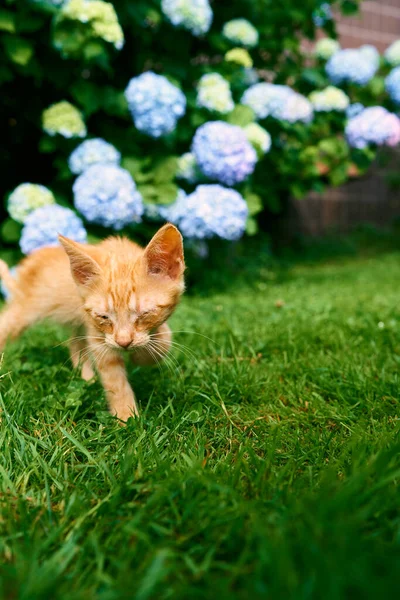 Ginger kitten camina sobre un césped verde sobre el fondo de la hortensia floreciente — Foto de Stock