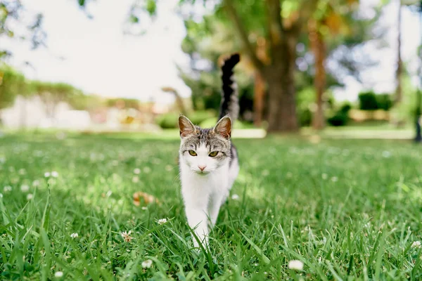 Katt promenader på en grön gräsmatta mot en bakgrund av träd — Stockfoto