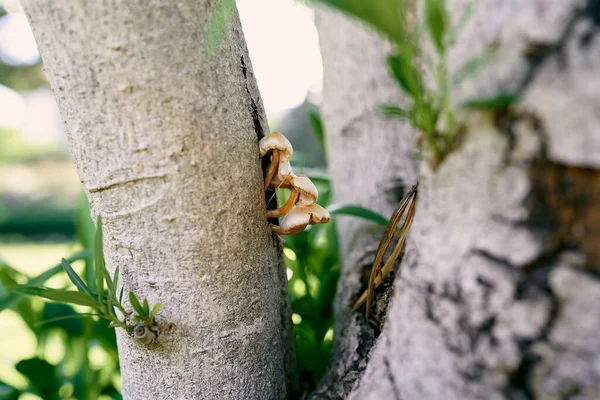 Las setas crecen en el tronco de un olivo. Primer plano — Foto de Stock