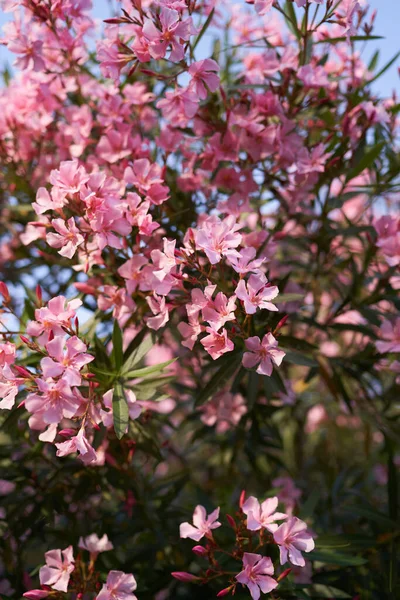 Groene phlox bush met grote roze bloemen — Stockfoto