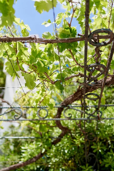 Metal bir çerçevenin üzerine örülmüş yeşil asma. — Stok fotoğraf