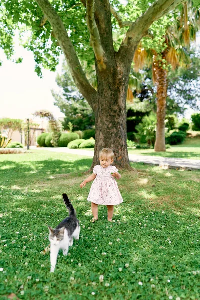 La bambina cammina lungo un prato verde dietro un gatto sullo sfondo di un platano — Foto Stock