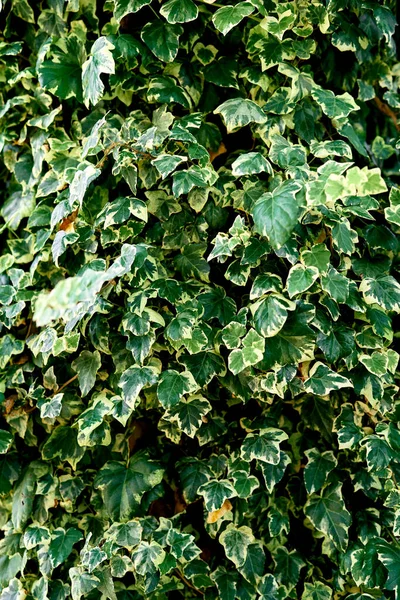 Hojas de hedera verde y blanca en primavera —  Fotos de Stock