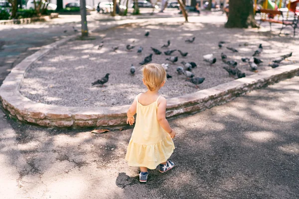 小さな女の子が鳩に公園の道を歩いていく — ストック写真