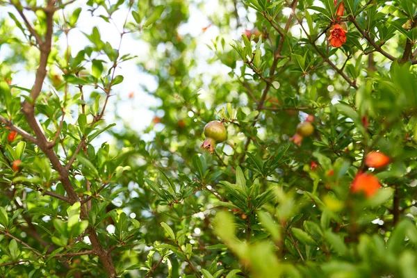 Πράσινα κλαδιά ροδιού με κόκκινα λουλούδια και φρούτα — Φωτογραφία Αρχείου