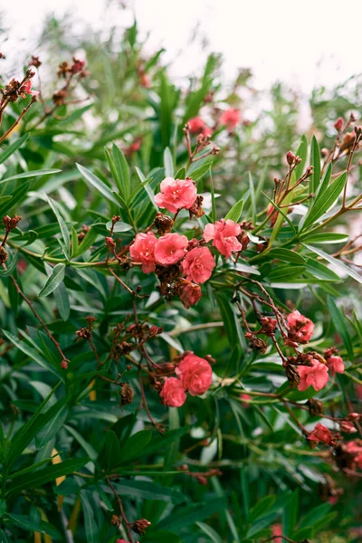 Groene takken van oleander bloeien met roze bloemen — Stockfoto