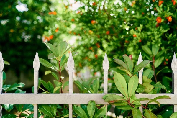 Blommande röda blommor av ett granatäpple buske bakom ett metallstängsel — Stockfoto