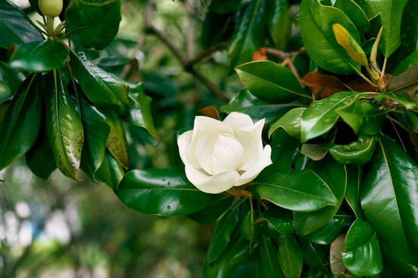 Yeşil bir dalda beyaz manolya çiçeği