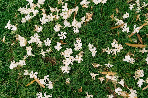 Oleanderblüten auf grünem Gras. Nahaufnahme — Stockfoto