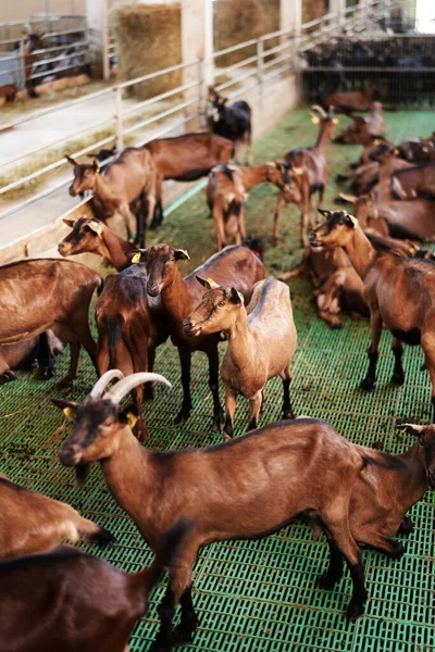 Indoor farm with many brown goats behind a fence — 스톡 사진