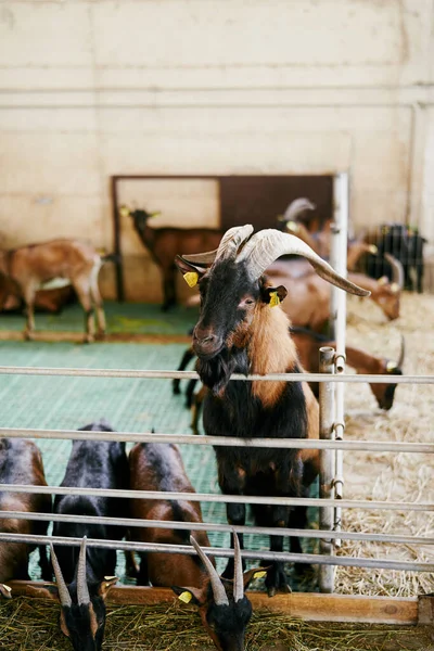 Barna kecske nagy szarvakkal figyeli a kecskék etetését. — Stock Fotó