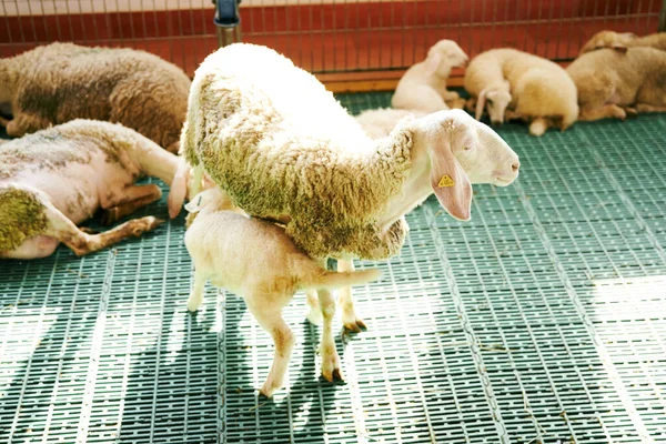 Moutons avec porte-oursons sur le sol dans une ferme intérieure — Photo