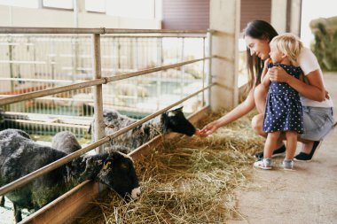 Annem ve küçük bir kız çiftlikteki koyunları havuçla besliyor.