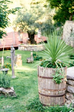 Kadife çiçekleri ve küçük bir palmiye ağacı çimenlikteki eski bir ahşap fıçıda yetişir.