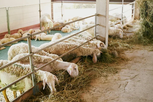 Las ovejas comen heno detrás de una cerca en una granja cubierta — Foto de Stock