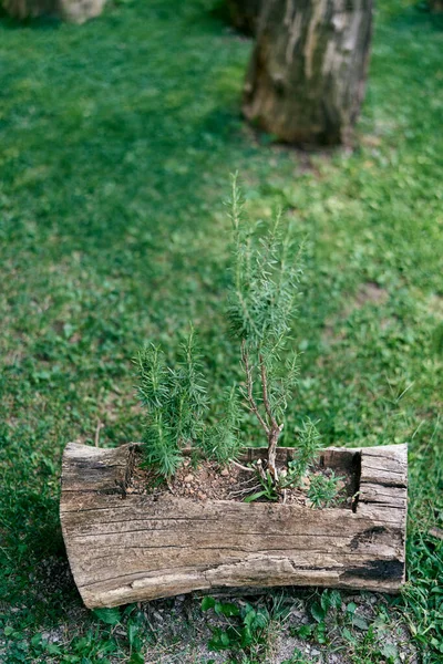 Small trees grow in an old stump on a green lawn