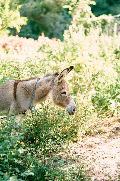 Burro con correa se levanta en un césped verde — Foto de Stock