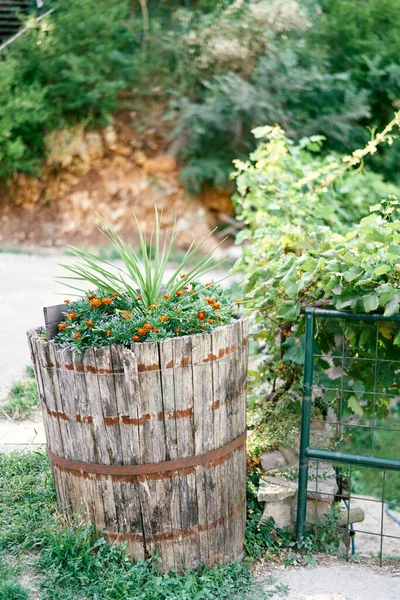 Marigold keře rostou ve starém dřevěném sudu na trávníku — Stock fotografie