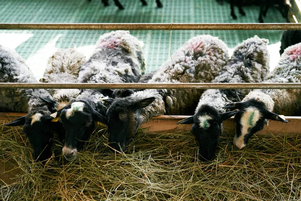 Las ovejas comen heno detrás de una cerca en una granja — Foto de Stock