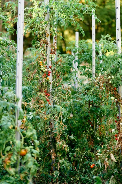 Οι ντομάτες φυτρώνουν σε συστάδες στα κρεβάτια, δεμένες σε στηρίγματα. — Φωτογραφία Αρχείου