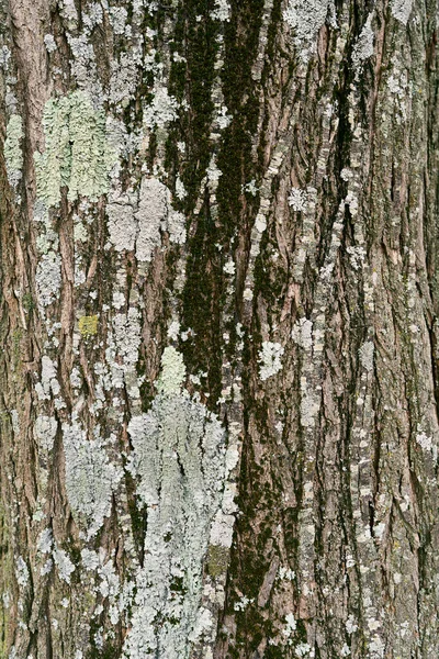 Casca de tília cinzenta musgosa. Close-up — Fotografia de Stock