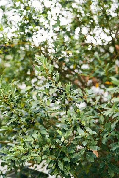 Azeitonas pretas entre folhas verdes em uma oliveira. Close-up — Fotografia de Stock