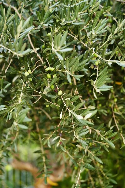 Ramos verdes de uma oliveira com frutos neles — Fotografia de Stock