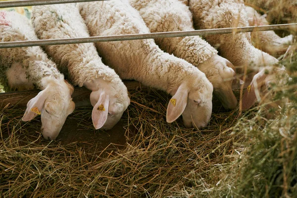 Les moutons mangent le foin d'une mangeoire derrière une haie — Photo