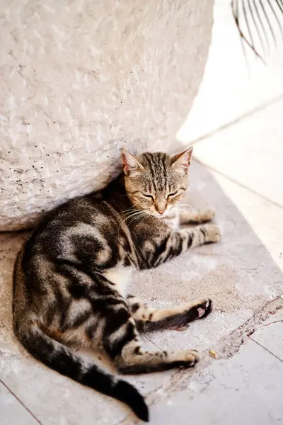 Gris gato tabby se encuentra en una baldosa a la sombra de una bañera con una planta — Foto de Stock