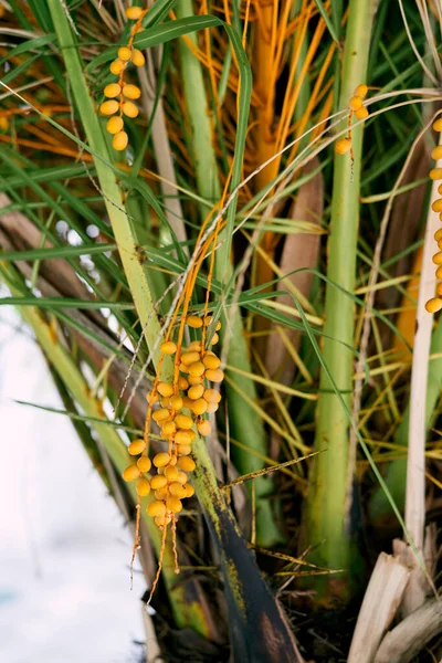 Жёлтые плоды пальм. Крупный план — стоковое фото