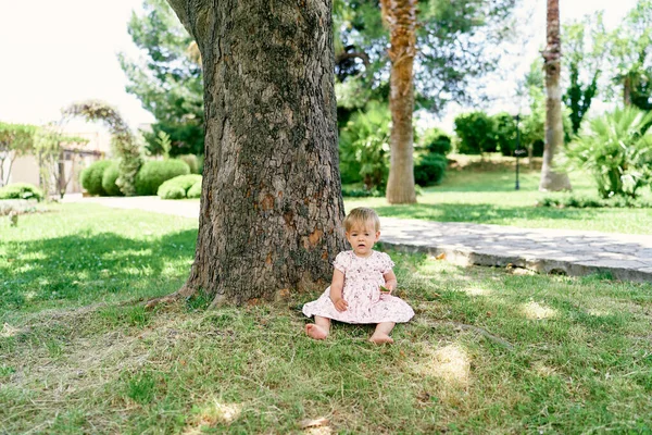 Little girl sits near a plane tree on a green lawn — ストック写真