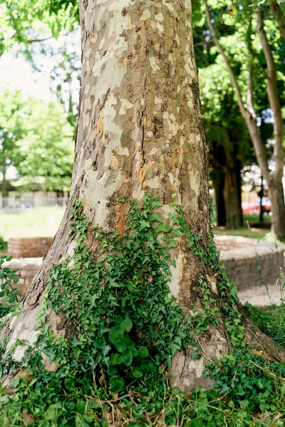 Hera verde tece ao longo do tronco de uma grande árvore plana — Fotografia de Stock