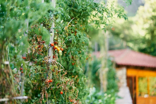 Буш с помидорами черри растет на опоре в садовой кровати на фоне дома — стоковое фото