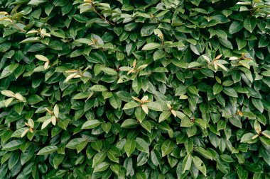 Manolya çalılarının üzerinde büyük yeşil yapraklar