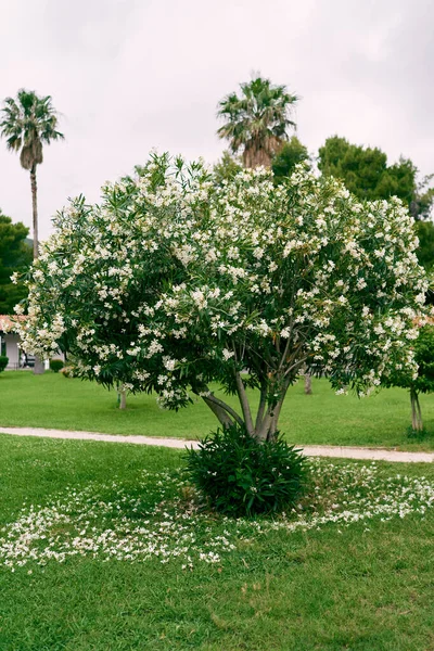 Blomstrende oleander træ på en grøn græsplæne - Stock-foto