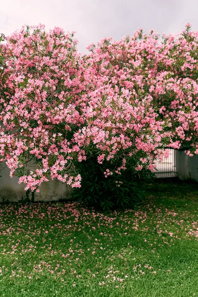 Oleandro arbusto floresce flores cor de rosa no gramado da frente — Fotografia de Stock