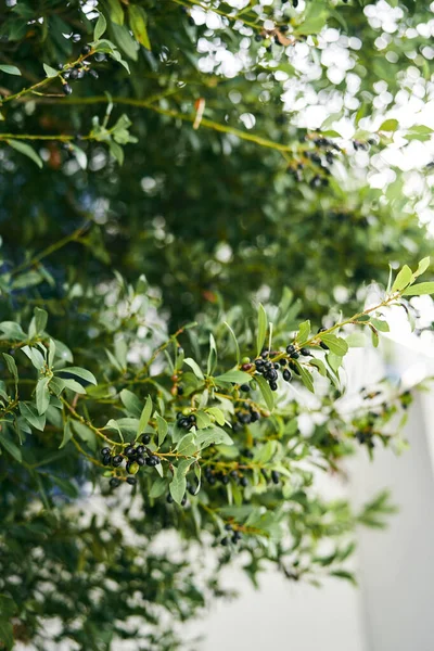 Azeitonas maduras pretas em ramos verdes. Close-up — Fotografia de Stock
