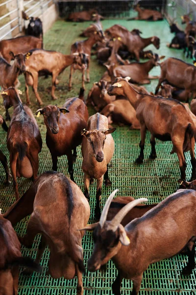 Muchas cabras en la granja cubierta. Primer plano — Foto de Stock