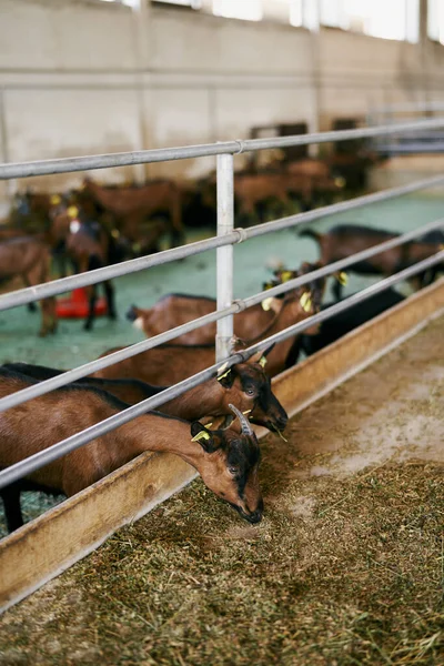 Goats eat hay from a trough in an indoor farm — 스톡 사진