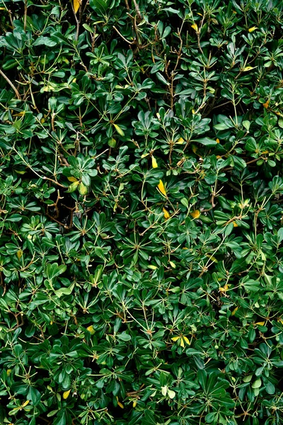 Zelené listy na větvích magnólie. Detailní záběr — Stock fotografie