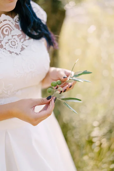 De bruid houdt een groene olijftak in haar handen. Close-up — Stockfoto