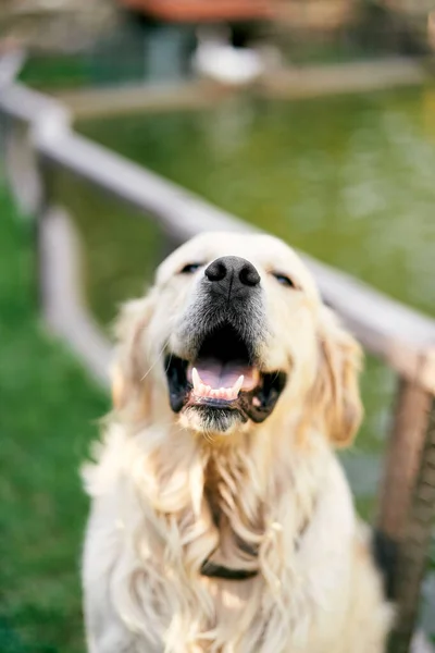 可爱的金发碧眼的猎犬在湖边四.后续行动 — 图库照片