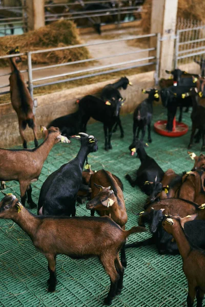 Cabras marrones y negras en una granja cubierta — Foto de Stock