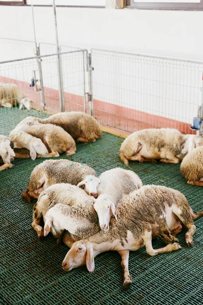 Ovejas esquilmadas duermen abrazándose en el suelo en una granja cerrada — Foto de Stock