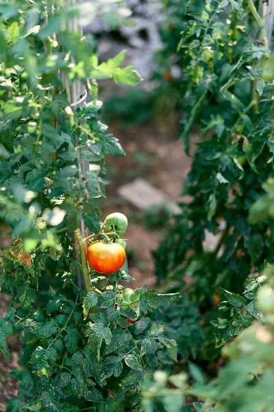 Зелені кущі помідорів ростуть на грядках — стокове фото
