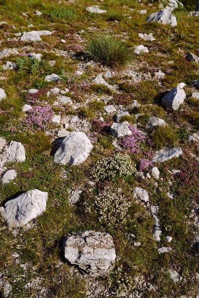 Alpejskie kwiaty i zioła wśród kamieni — Zdjęcie stockowe
