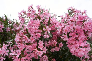 Yeşil çalılıklarda pembe feniks çiçekleri